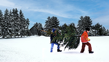 今年のクリスマスはおうちで「本物のモミの木」を、イケアが販売